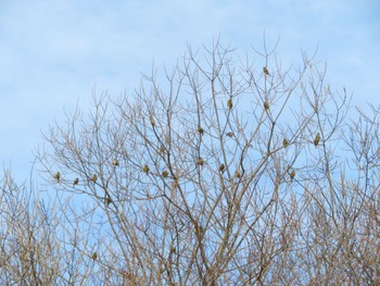 2022年3月27日(日) 十勝北部の野鳥観察記録