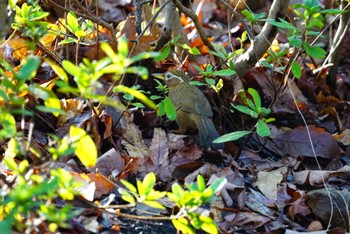 ガビチョウ こども自然公園 (大池公園/横浜市) 2022年3月27日(日)