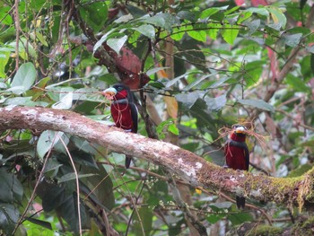 Black-and-red Broadbill マレーシア Tue, 2/26/2013