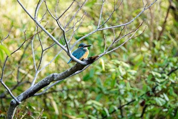 カワセミ こども自然公園 (大池公園/横浜市) 2022年3月27日(日)