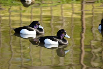 キンクロハジロ こども自然公園 (大池公園/横浜市) 2022年3月27日(日)