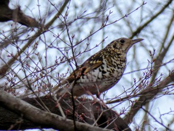 White's Thrush Mine Park Sun, 3/27/2022