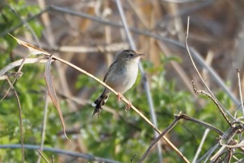 Zitting Cisticola 多摩川二ヶ領宿河原堰 Sun, 3/27/2022