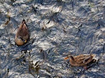 2022年3月27日(日) 平和の森公園、妙正寺川の野鳥観察記録