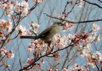 ヒヨドリ 平和の森公園、妙正寺川 2022年3月27日(日)