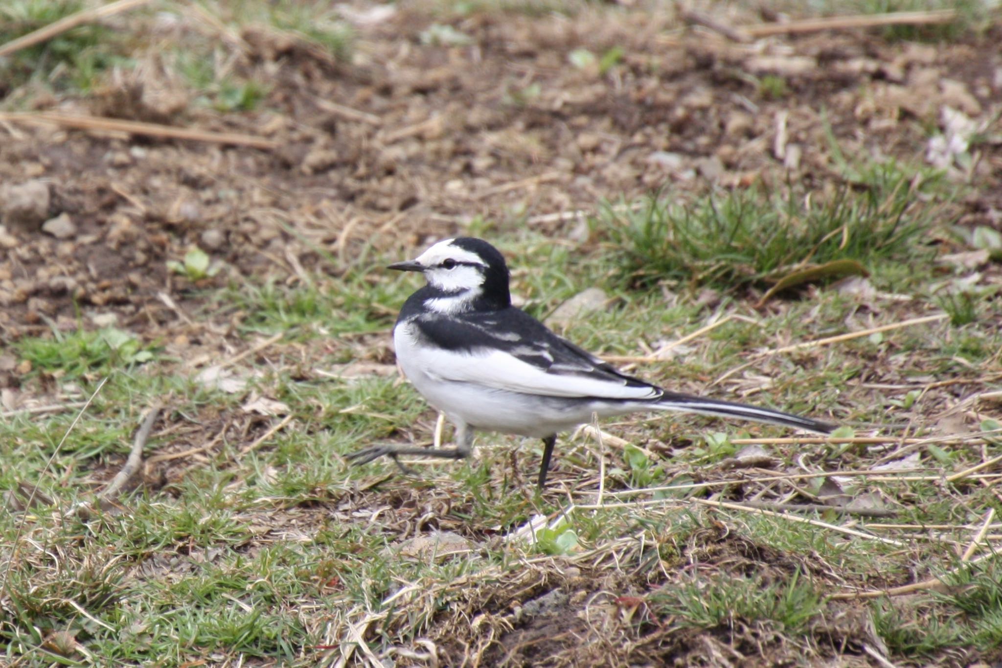 Photo of White Wagtail at 明見湖 by banban