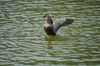 Eastern Spot-billed Duck Matsue Castle Sun, 3/27/2022