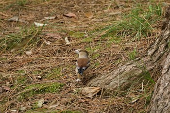 Hawfinch Matsue Castle Sun, 3/27/2022