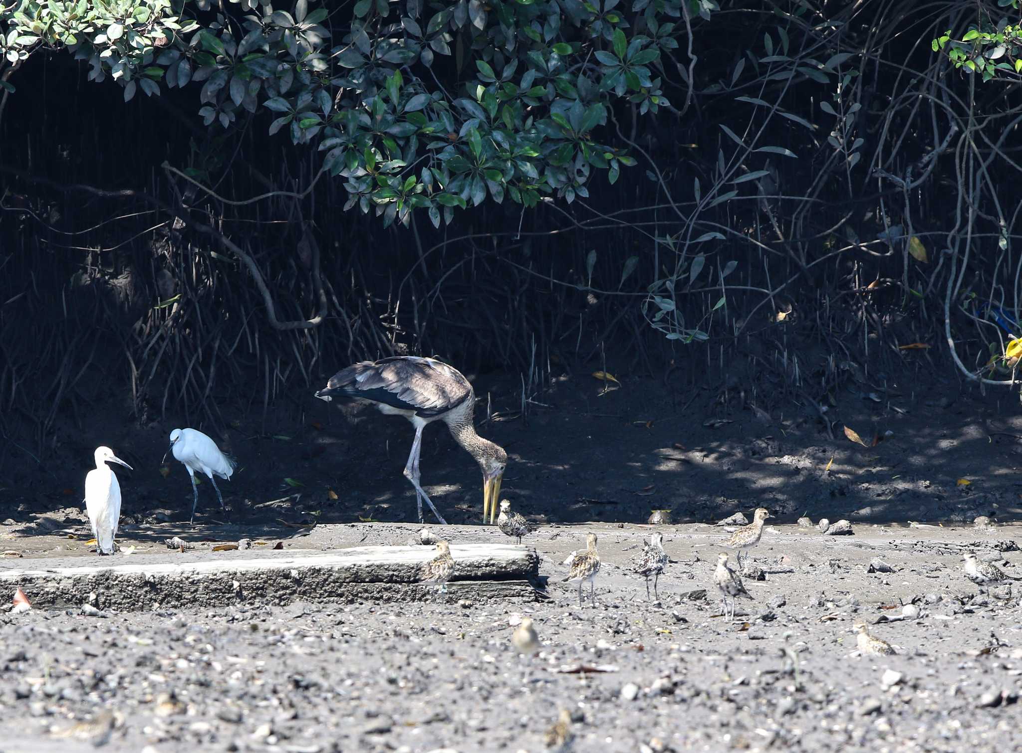 Photo of Milky Stork at Sungei Buloh Wetland Reserve by Trio