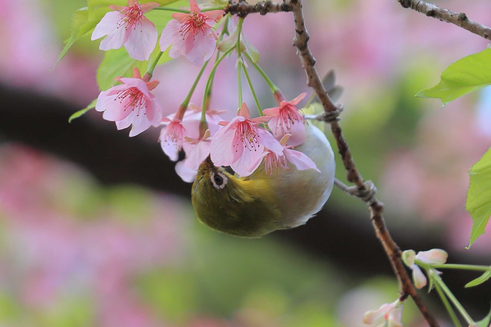 Photo of Warbling White-eye at 萬葉公園河津桜 by ごろう