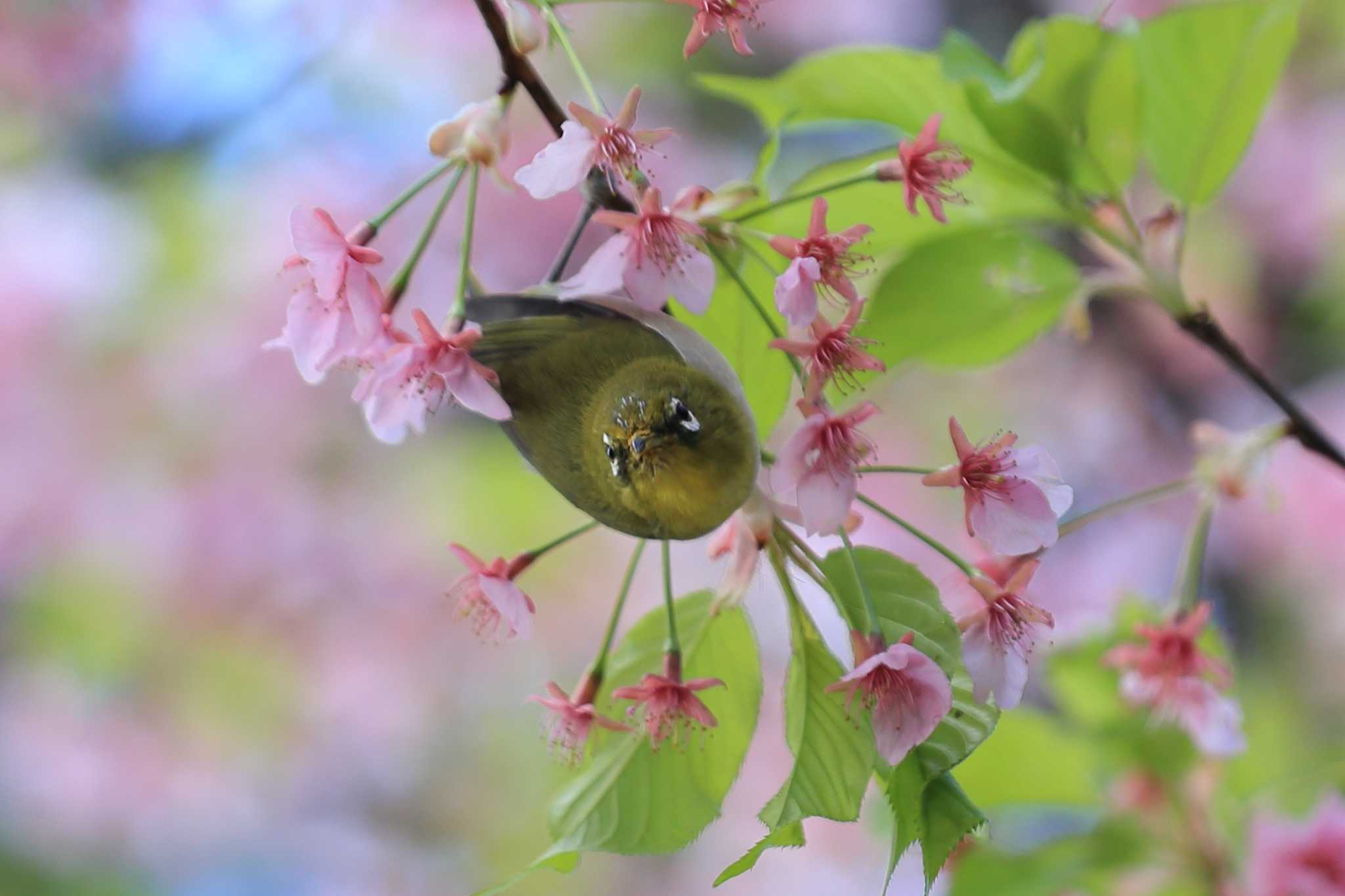 Photo of Warbling White-eye at 萬葉公園河津桜 by ごろう