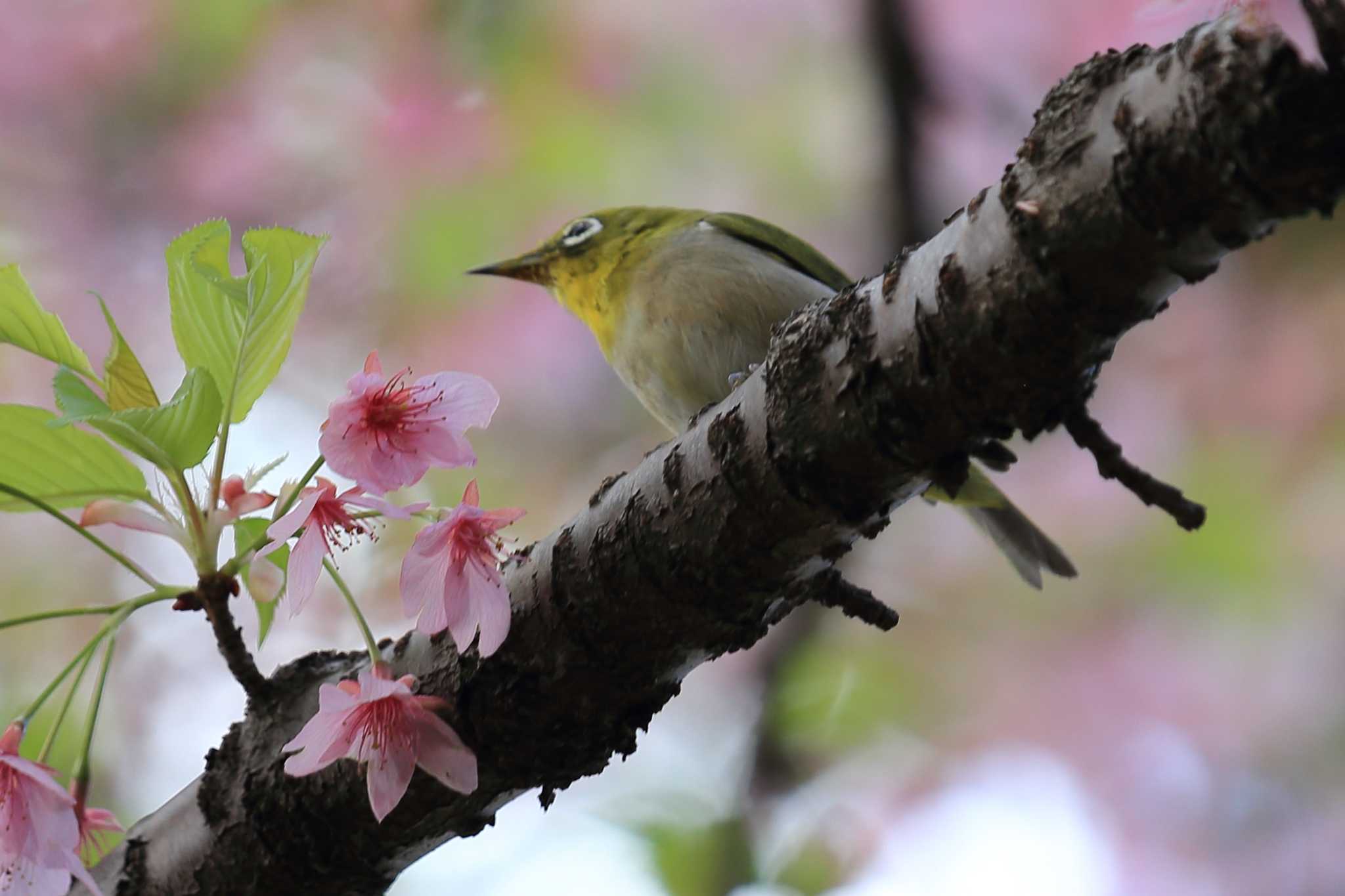 Photo of Warbling White-eye at 萬葉公園河津桜 by ごろう