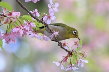 メジロ 萬葉公園河津桜 2022年3月27日(日)