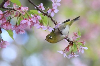 メジロ 萬葉公園河津桜 2022年3月27日(日)