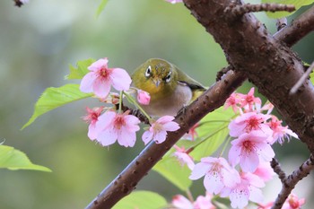 メジロ 萬葉公園河津桜 2022年3月27日(日)