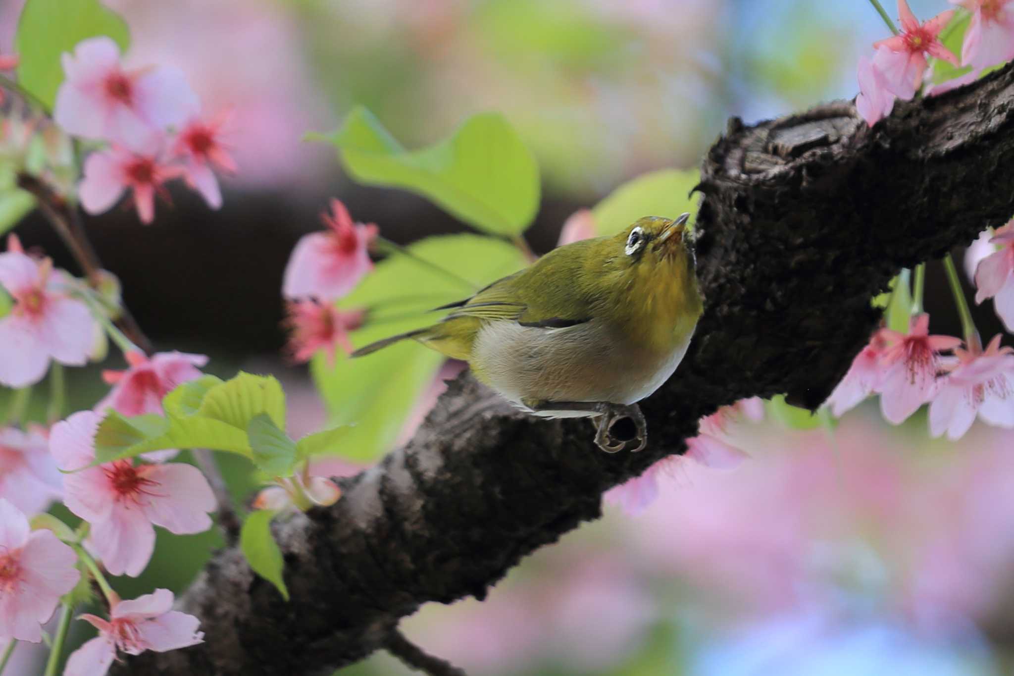 Photo of Warbling White-eye at 萬葉公園河津桜 by ごろう