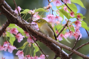 メジロ 萬葉公園河津桜 2022年3月27日(日)