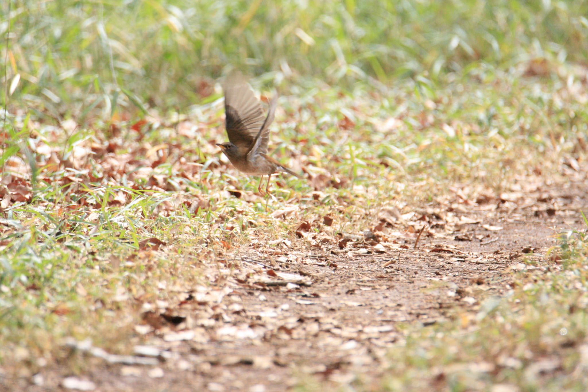 Photo of Pale Thrush at  by Koutoku