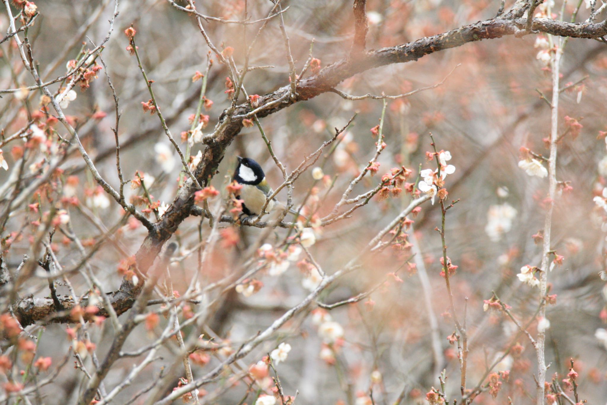 Photo of Japanese Tit at  by Koutoku