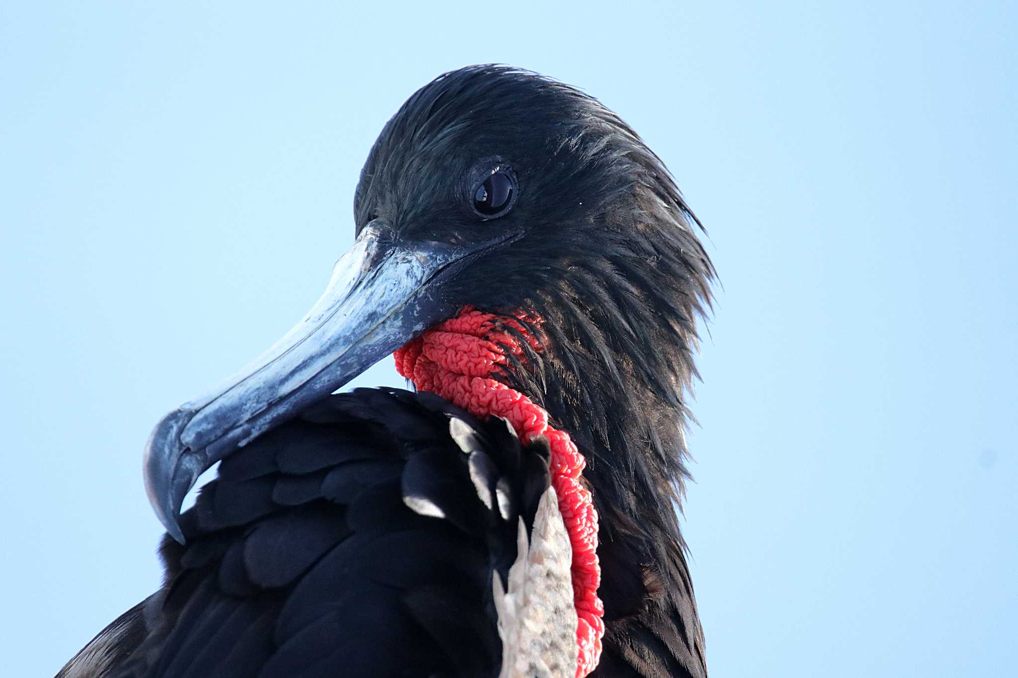 Galapagos Islands(Ecuador) オオグンカンドリの写真 by とみやん