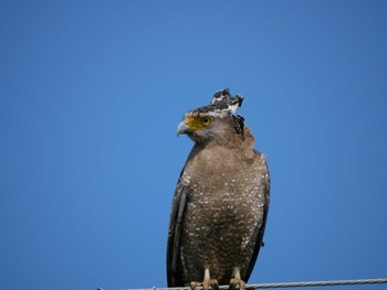 Crested Serpent Eagle Ishigaki Island Sun, 3/20/2022