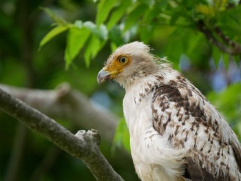 Crested Serpent Eagle Ishigaki Island Sat, 3/19/2022