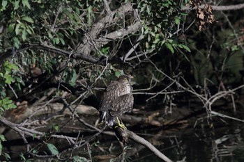 Black-crowned Night Heron 香久山調整池 Thu, 10/26/2017