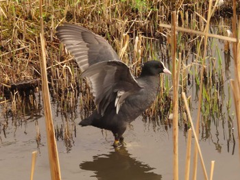 Eurasian Coot 蟹ヶ谷公園 Sun, 3/27/2022