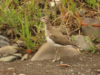 Common Sandpiper 蟹ヶ谷公園 Sun, 3/27/2022