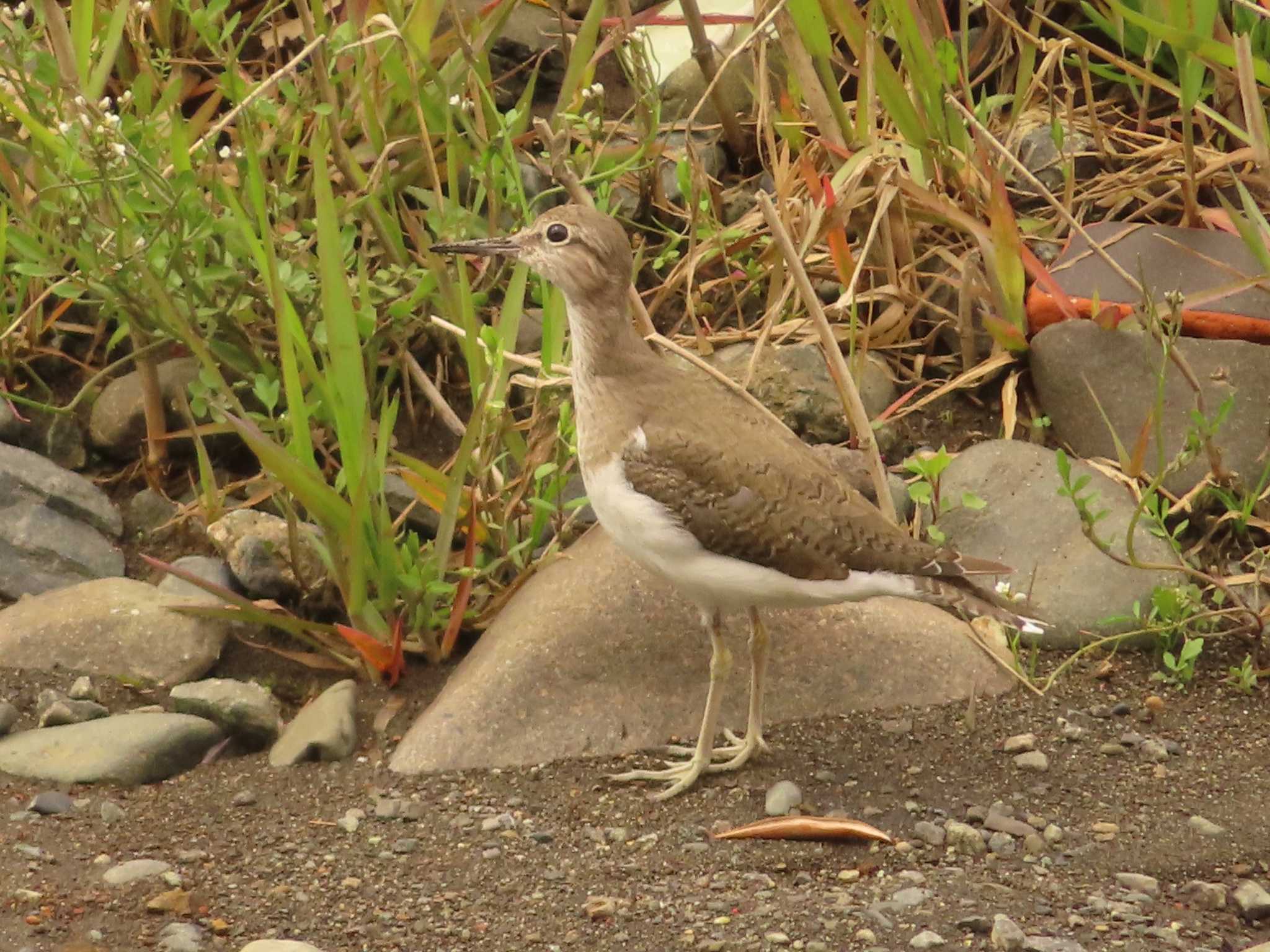 Common Sandpiper