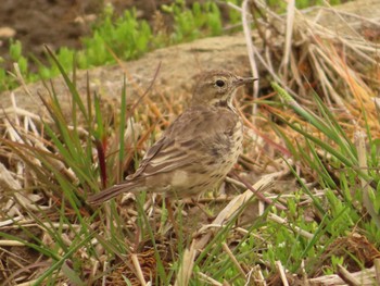 2022年3月27日(日) 座間新田宿の野鳥観察記録