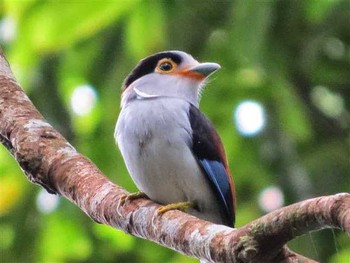 Silver-breasted Broadbill