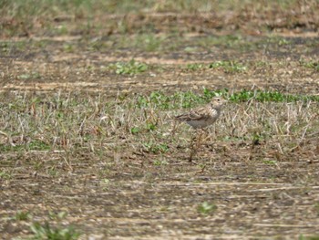 2022年3月27日(日) 平城宮跡の野鳥観察記録