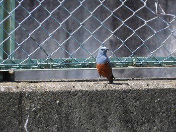 2022年3月27日(日) 秋篠川の野鳥観察記録