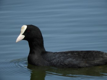 2022年3月27日(日) 奈良市水上池の野鳥観察記録