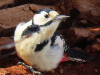 2022年3月27日(日) 西岡公園(西岡水源地)の野鳥観察記録