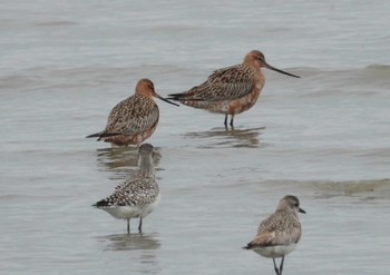 Bar-tailed Godwit Daijugarami Higashiyoka Coast Mon, 3/21/2022