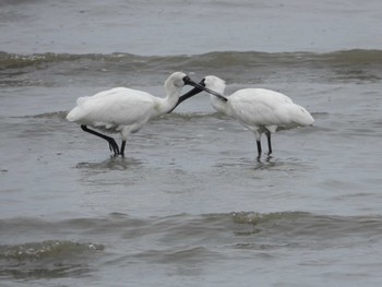 Black-faced Spoonbill Daijugarami Higashiyoka Coast Mon, 3/21/2022