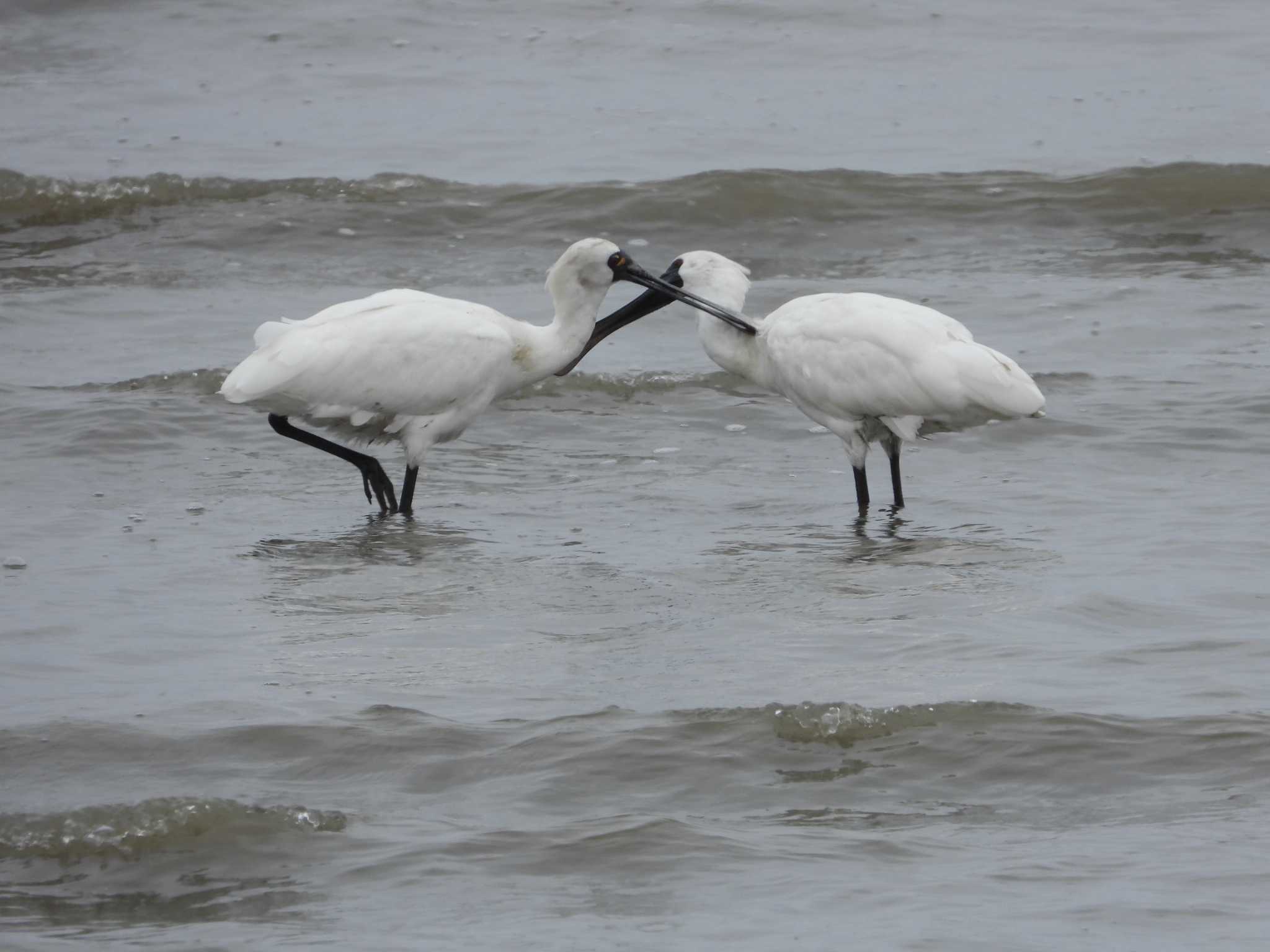 Photo of Black-faced Spoonbill at Daijugarami Higashiyoka Coast by 大鷭7945