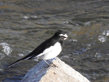 Japanese Wagtail 高野川、京都 Sun, 3/27/2022