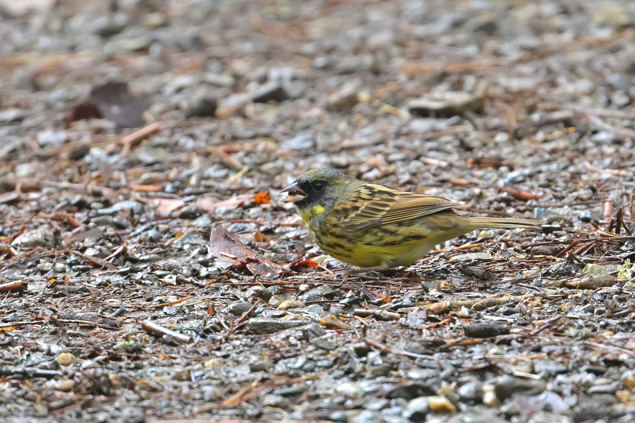 Photo of Masked Bunting at 房総のむら by birds@hide3