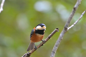 Varied Tit 房総のむら Sun, 3/27/2022