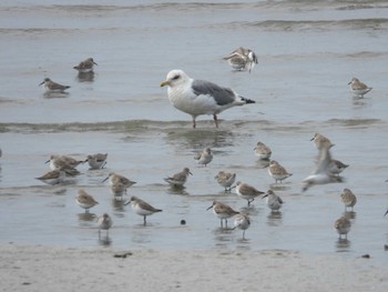 Slaty-backed Gull Daijugarami Higashiyoka Coast Mon, 3/21/2022