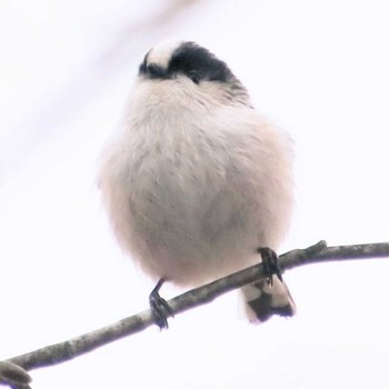 エナガ 朝日山公園 2022年3月22日(火)