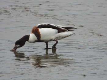 Common Shelduck 肥前鹿島干潟 Mon, 3/21/2022