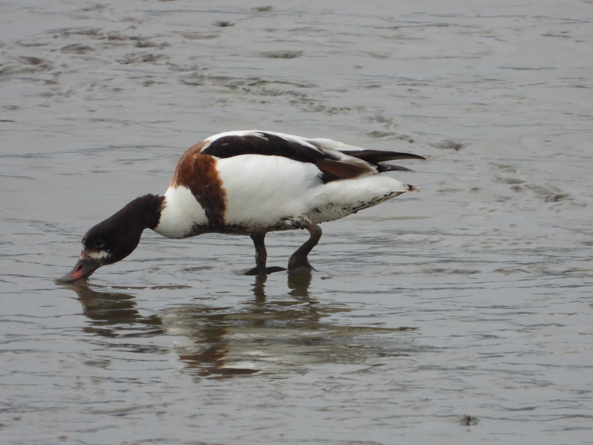 Common Shelduck