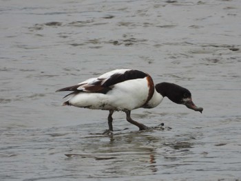 Mon, 3/21/2022 Birding report at 肥前鹿島干潟