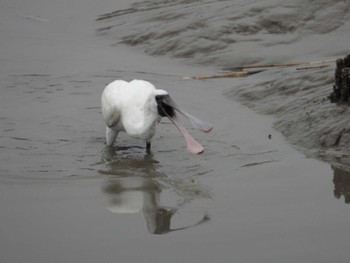 Black-faced Spoonbill 肥前鹿島干潟 Mon, 3/21/2022