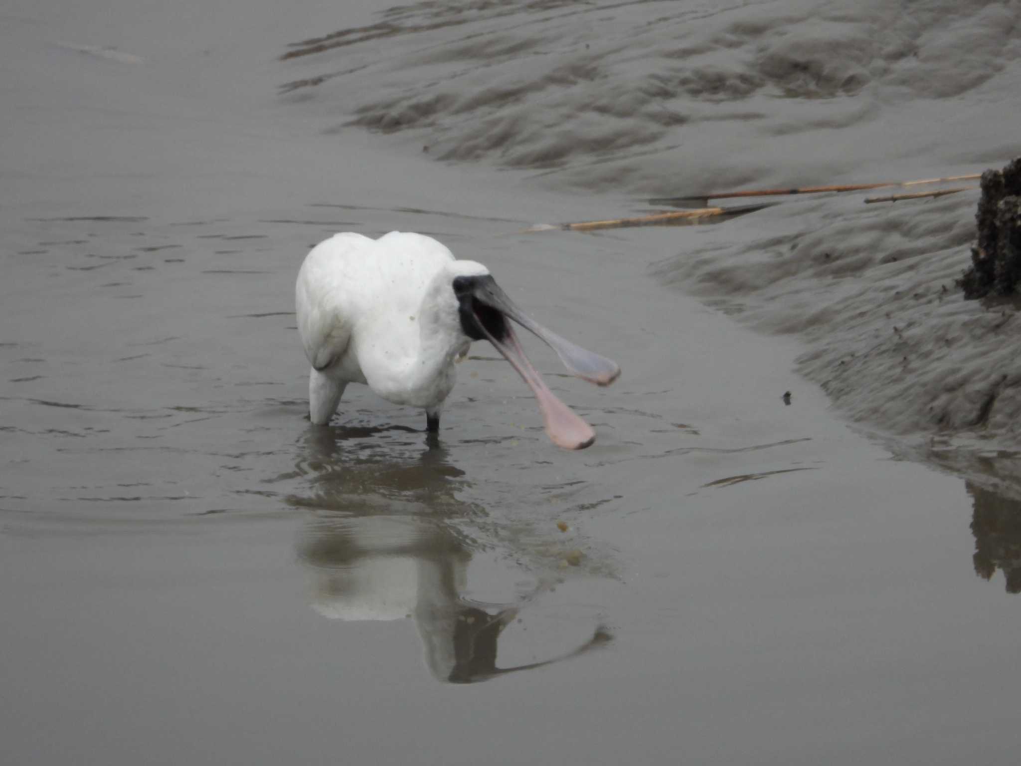 Photo of Black-faced Spoonbill at 肥前鹿島干潟 by 大鷭7945