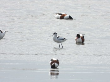 Pied Avocet 肥前鹿島干潟 Mon, 3/21/2022